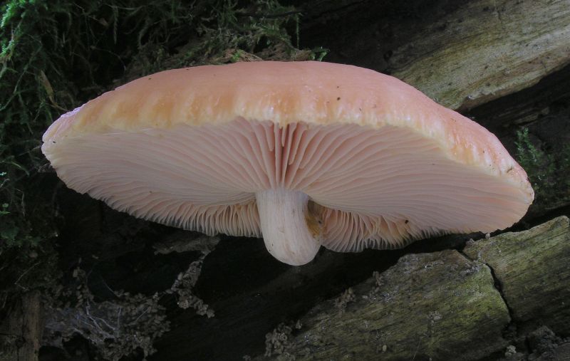 Rhodotus palmatus